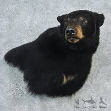 Black Bear Shoulder Mount For