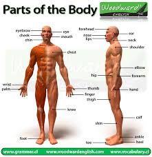 Parts Of The Body Picture Woodward English