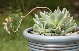 Succulent plants provide very easy plant options for about any gardening need. Succulent Identification Gardening Landscaping Stack Exchange