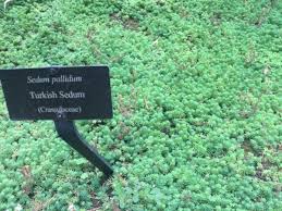 sedum plant types care and
