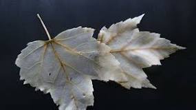 Can you make skeleton leaves with any leaf?