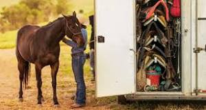 what-should-i-put-in-my-horse-trailer