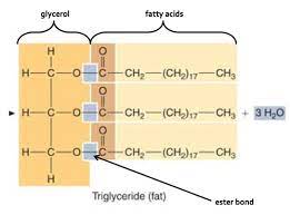 lipids triglycerides and