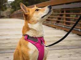 Sale Front Range Harness Popular Everyday Training Dog Harness
