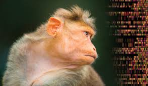 human intelligence gene into a monkey
