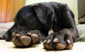 trim your dog s black nails safely