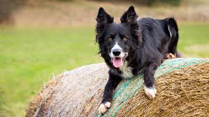 border collie breed guide history