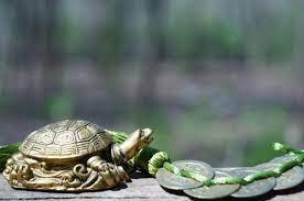 Tortoise Vastu Tips 15 Types Of