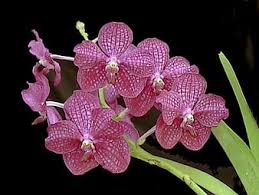 pinkish purple orchids flowers