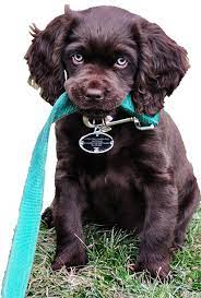 Back then, there were only about 20,000 registered boykins and very few with excellent hips. The Great Boykin Spaniel Puppy Hunt Apr 3 2017 City Of Camden