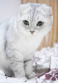 Scottish Fold Cats A Complete Guide The Happy Cat Site