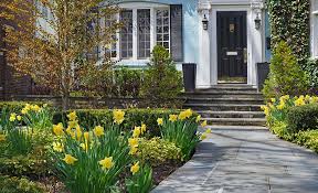 how to plant daffodils the