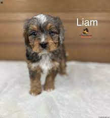 liam miniature poodle mix puppy for