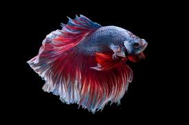 83 000 aquarium fish pictures