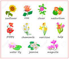英語での花の名前。百科事典または子供の学校の植物学の教科書のイラストのセットです。子供たちが英語と単語を学ぶための教育ページ。オンライン教育。のイラスト素材・ベクター  Image 162835055