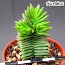 Resultado de imagem para crassula pyramidalis