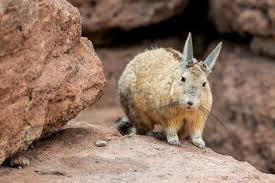 Viscachas in natural habitat bolivia mountaints3800 meter chinchilla. Viscacha Photos Royalty Free Images Graphics Vectors Videos Adobe Stock