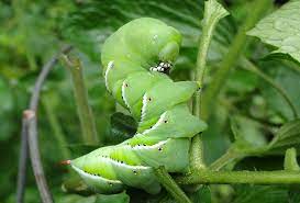 get rid of caterpillars on plants