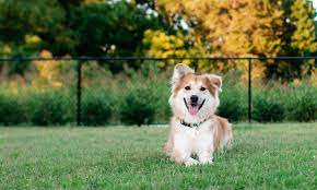 the 5 best dog parks in richmond az