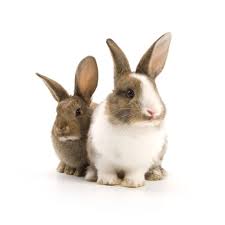 Everything You Ought To Know Before Keeping Dwarf Bunnies As