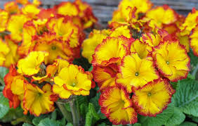 Top 10 Winter Bedding Plants Thompson