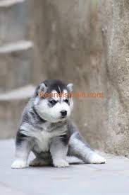 siberian husky show quality puppies for
