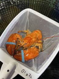 rare orange lobster found in shipment