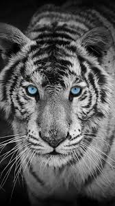 tiger blue eyes hd phone wallpaper