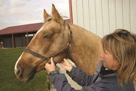 Normal Horse Temperature Heart Rate Breathing Rate The Horse