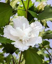 An excellent zone 5 shrub. White Pillar Hibiscus 4 Pot Rose Of Sharon Proven Winners Hirt S Gardens