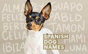 spanish dog names 200 spanish names