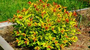 goldflame spirea the