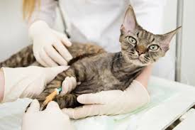 high creatinine levels in cats how to