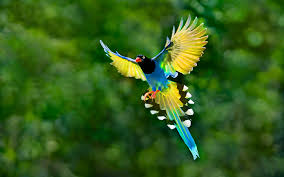 colorful toucan bird flying spread