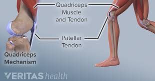 Below you can see a detailed diagram of the knee. Understanding Jumper S Knee