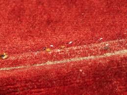 bed bugs on clothes plete treatment