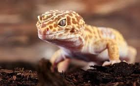 7 best leopard gecko substrates plus 5