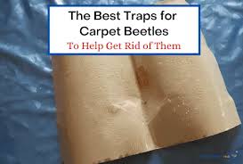carpet beetle traps to get rid of them