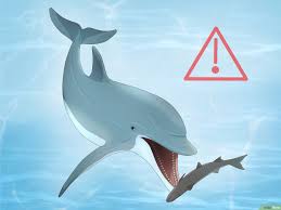 why do dolphins follow boats 4 reasons