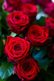 red roses flower petal love romantic