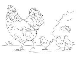 Gambar kartun ayam dan anaknya keren viral unik. Mewarnai Gambar Induk Ayam Dan Tiga Anak Ayam Belajarmewarnai Info