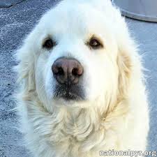 Regular ear cleaning can help prevent ear infections. Dog For Adoption Fosters Needed Pa A Great Pyrenees In Harrisburg Pa Petfinder