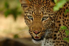 leopard facts habitat behavior t