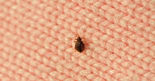 How Bedbugs Make Asthma Worse