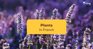 7 common plants in french you need to