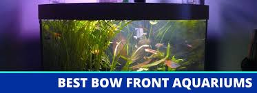 Bow Front Aquarium Aquarium