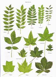 Quelques feuilles darbres… – Krapo arboricole