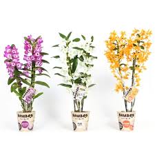 Plant blooms from late winter to spring with two to eighteen fragrant flowers which are 7.5 cm wide. Bamboo Orchid Dendrobium In Pot 12 Cm Sherries Estates