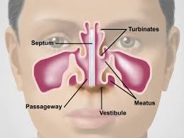 nose sinuses cavity and pharynx