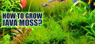 how to plant java moss terrarium station